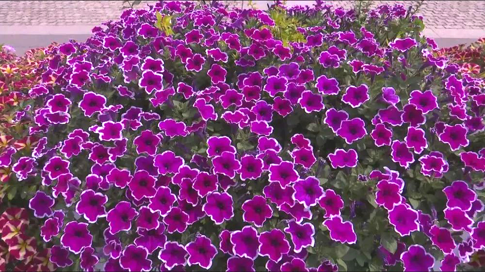 20216281624843544050_0.jpg 20216281624843544050_0.jpg