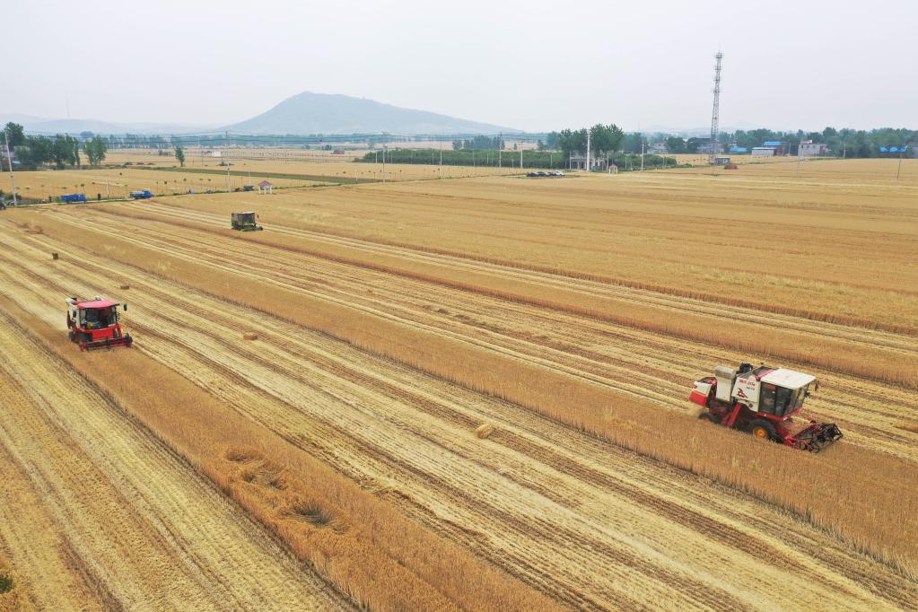 彭城e评︱夯实粮食安全根基，端稳端牢“中国饭碗”